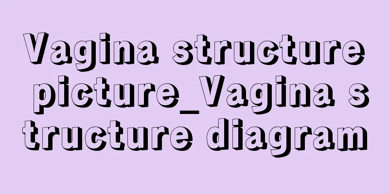 Vagina structure picture_Vagina structure diagram