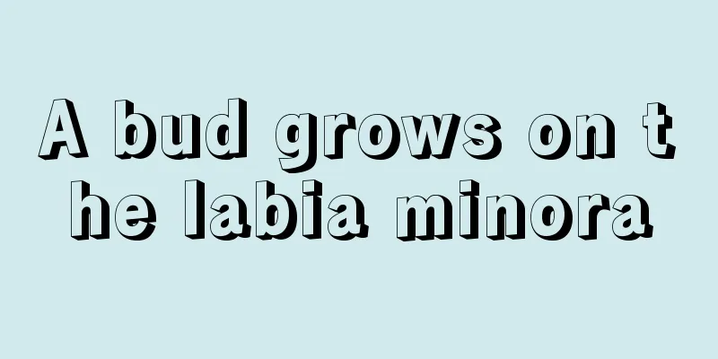 A bud grows on the labia minora