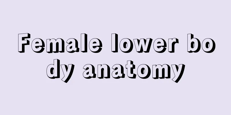 Female lower body anatomy