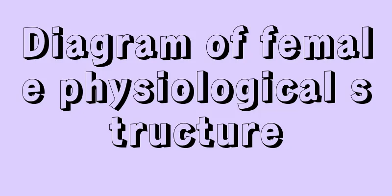 Diagram of female physiological structure