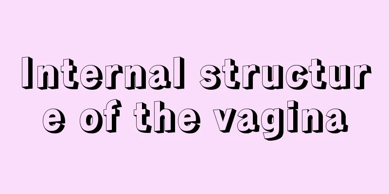 Internal structure of the vagina