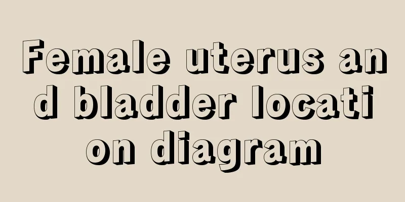 Female uterus and bladder location diagram