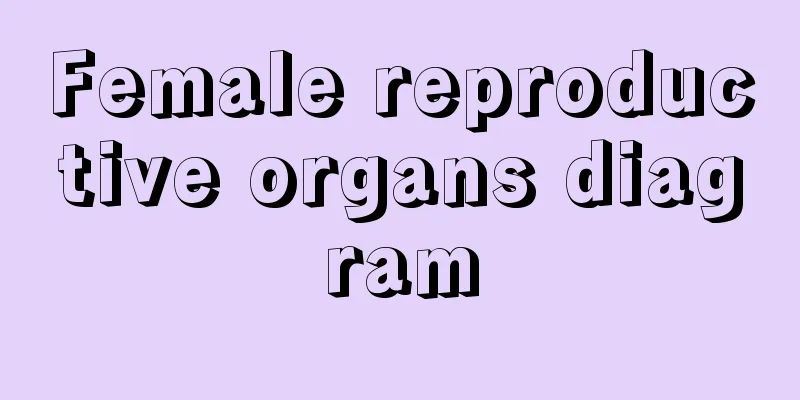 Female reproductive organs diagram