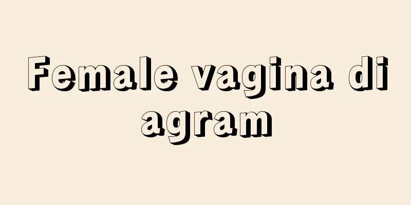 Female vagina diagram