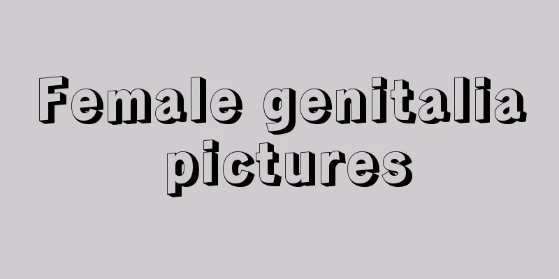 Female genitalia pictures