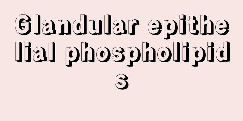 Glandular epithelial phospholipids