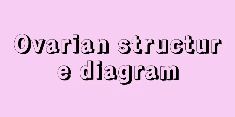 Ovarian structure diagram