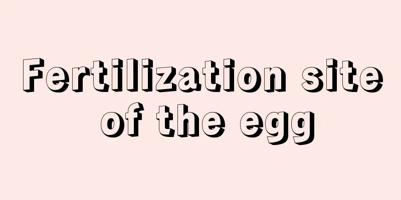 Fertilization site of the egg