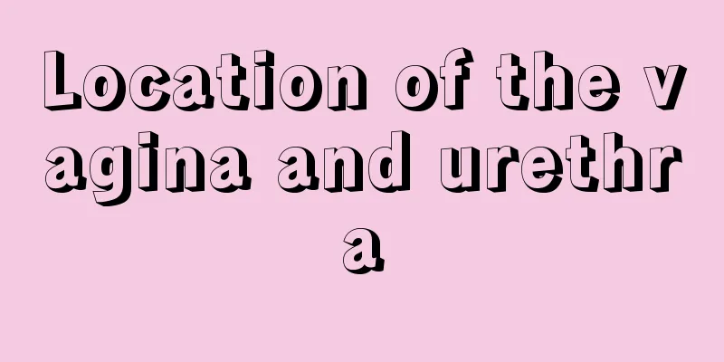 Location of the vagina and urethra