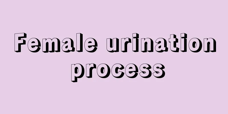 Female urination process