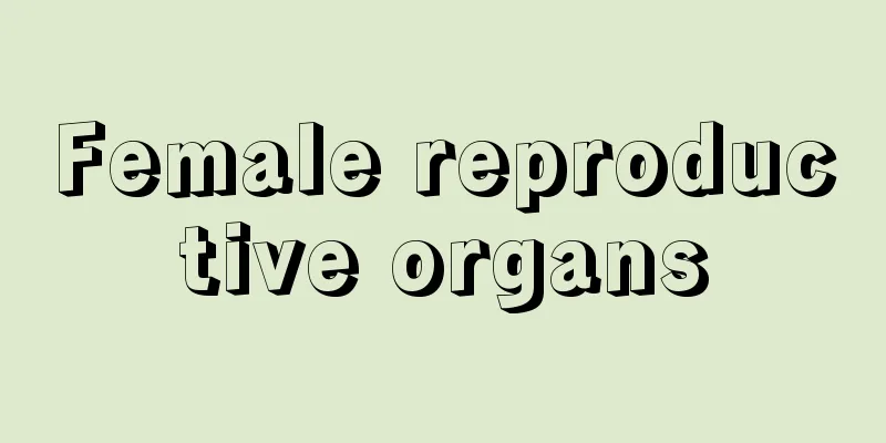 Female reproductive organs