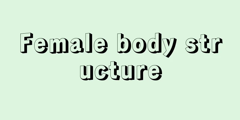 Female body structure