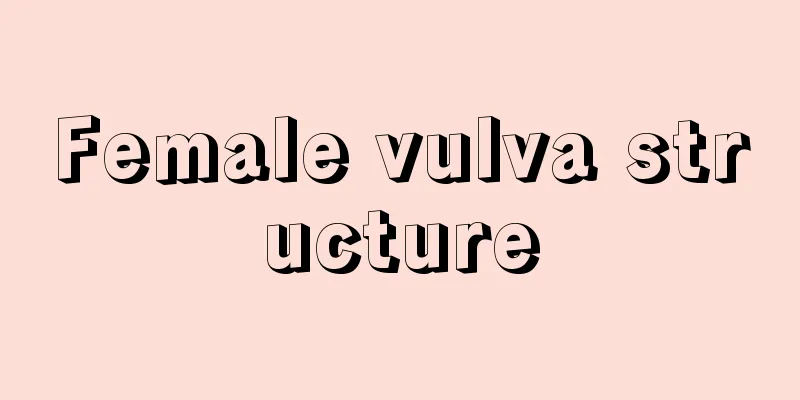 Female vulva structure