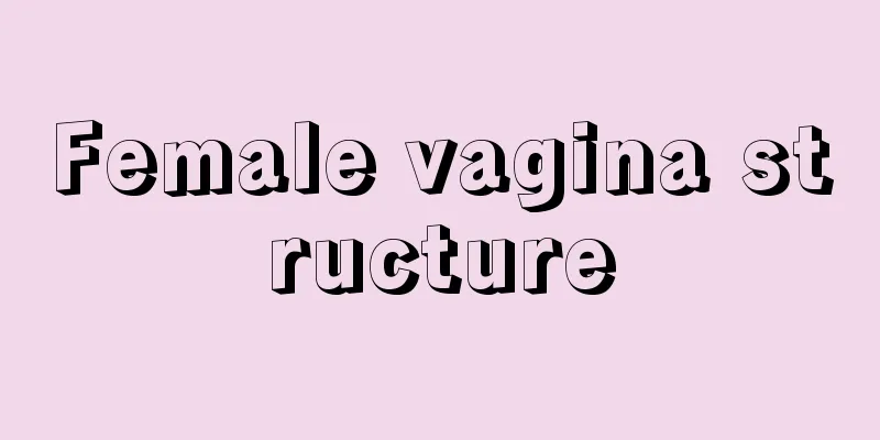 Female vagina structure