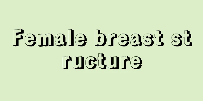 Female breast structure