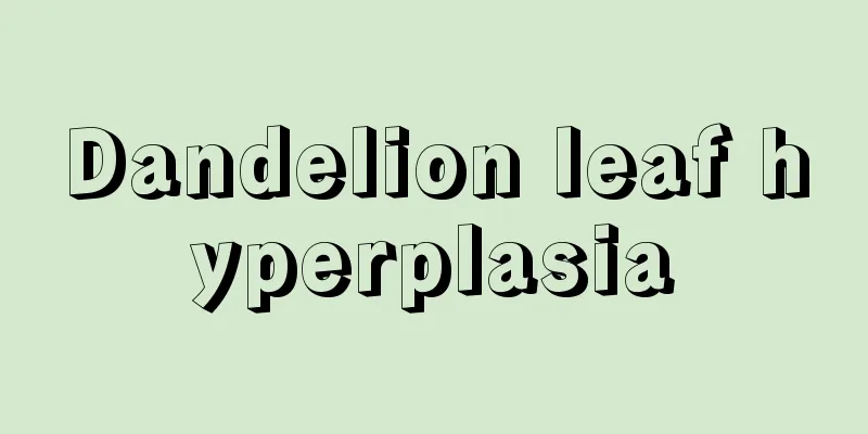 Dandelion leaf hyperplasia