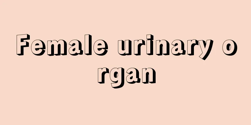 Female urinary organ