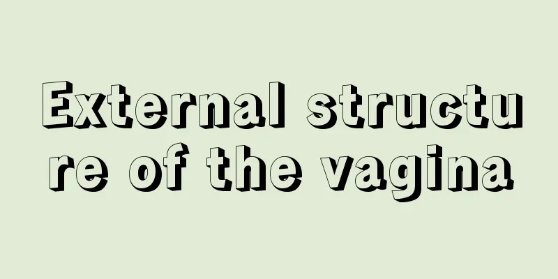 External structure of the vagina