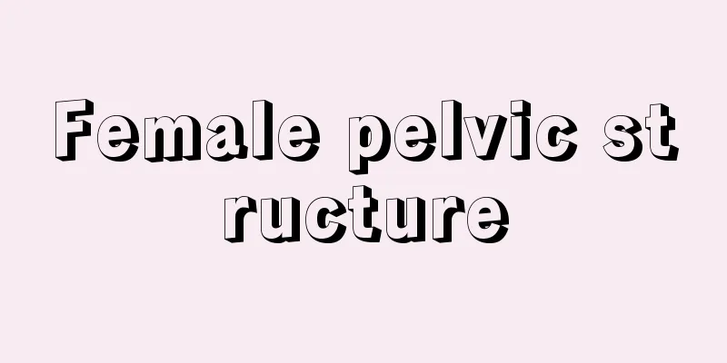 Female pelvic structure