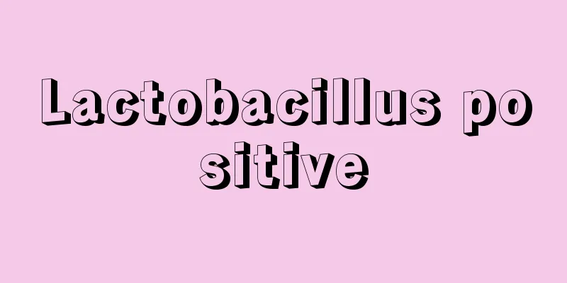 Lactobacillus positive