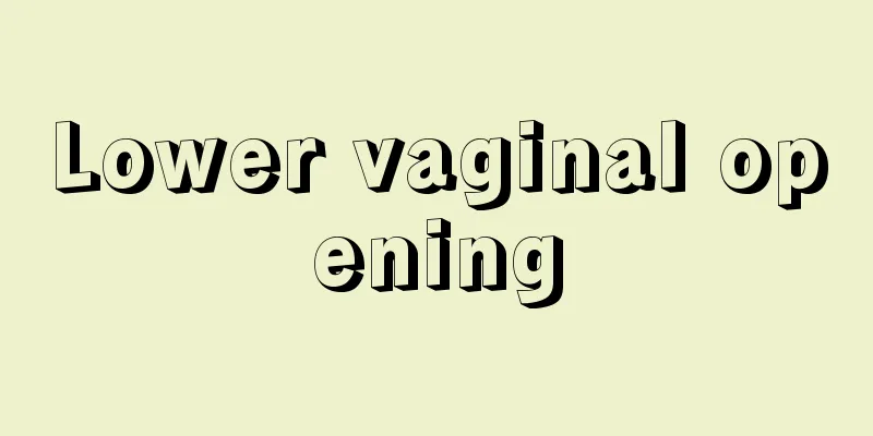 Lower vaginal opening