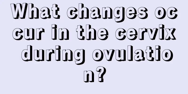 What changes occur in the cervix during ovulation?