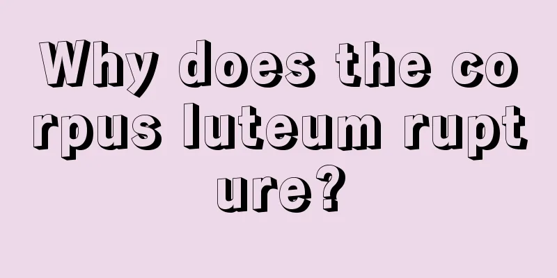 Why does the corpus luteum rupture?