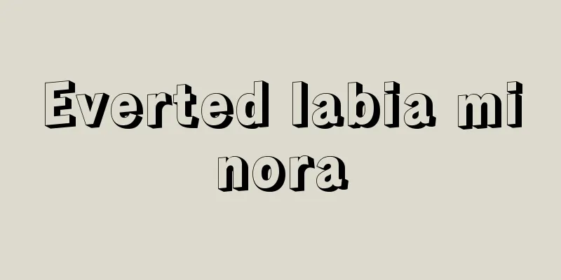 Everted labia minora