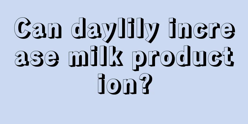 Can daylily increase milk production?