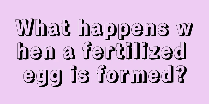 What happens when a fertilized egg is formed?