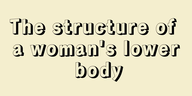 The structure of a woman's lower body