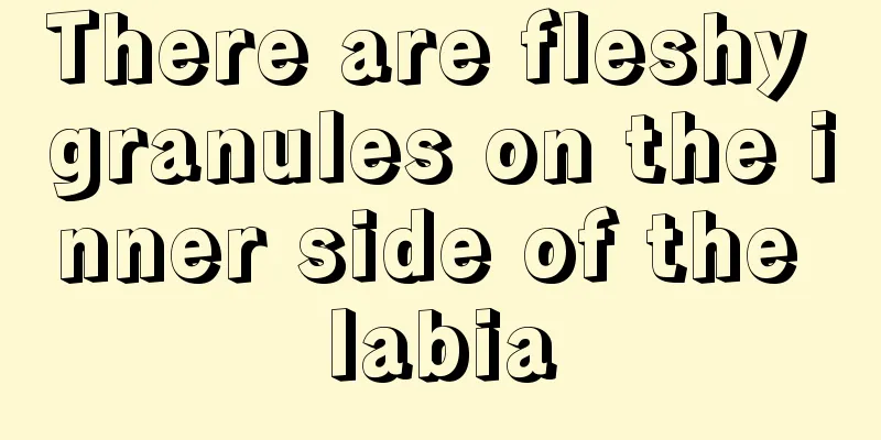 There are fleshy granules on the inner side of the labia