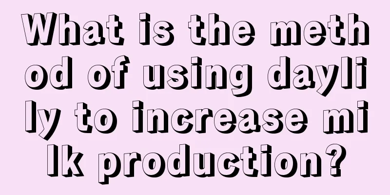 What is the method of using daylily to increase milk production?