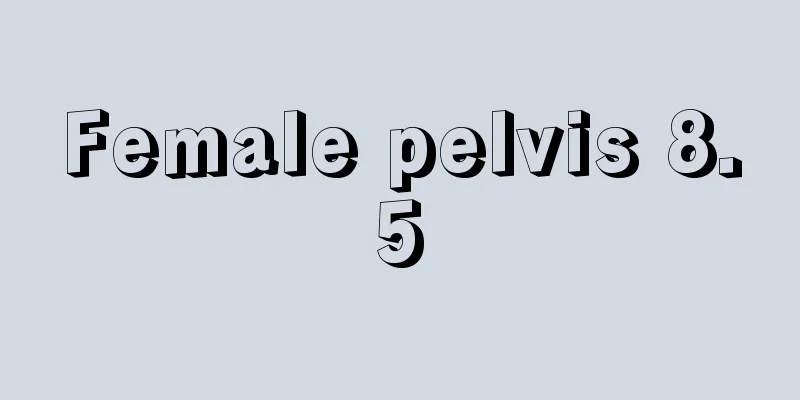 Female pelvis 8.5