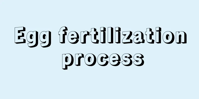 Egg fertilization process