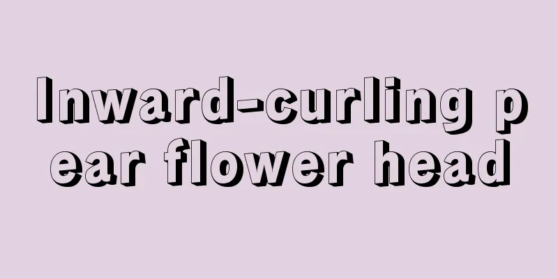 Inward-curling pear flower head