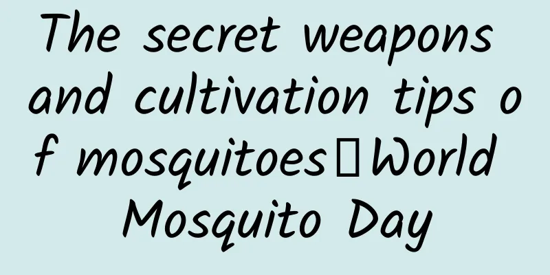 The secret weapons and cultivation tips of mosquitoes丨World Mosquito Day