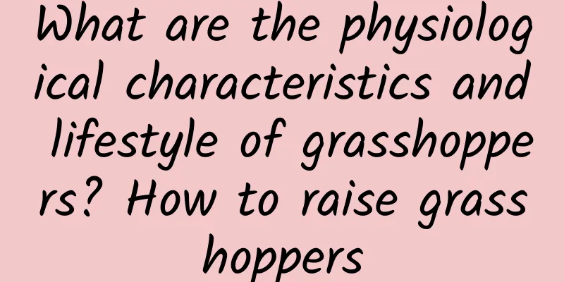 What are the physiological characteristics and lifestyle of grasshoppers? How to raise grasshoppers
