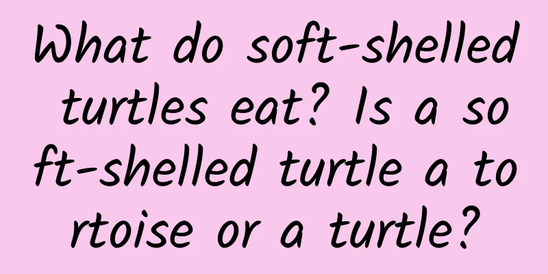 What do soft-shelled turtles eat? Is a soft-shelled turtle a tortoise or a turtle?