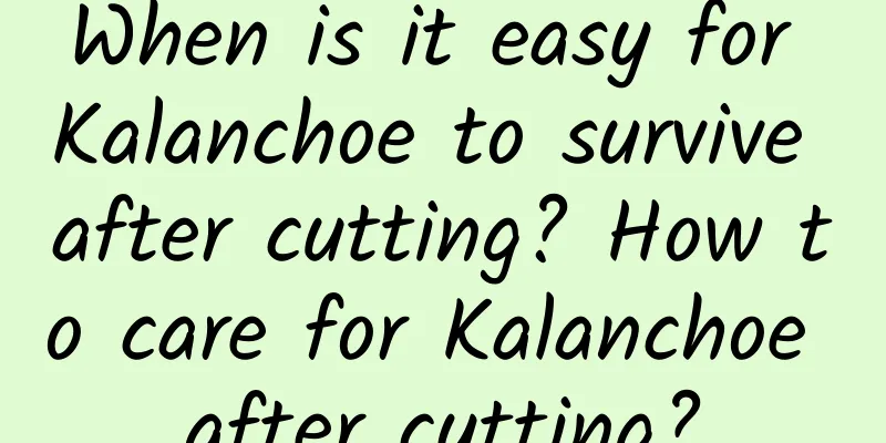When is it easy for Kalanchoe to survive after cutting? How to care for Kalanchoe after cutting?