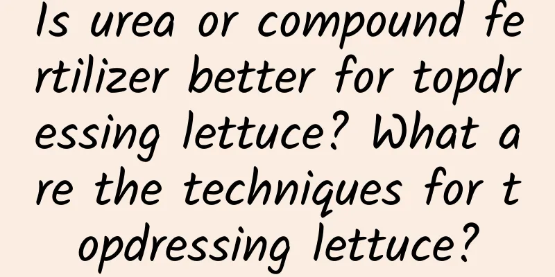 Is urea or compound fertilizer better for topdressing lettuce? What are the techniques for topdressing lettuce?