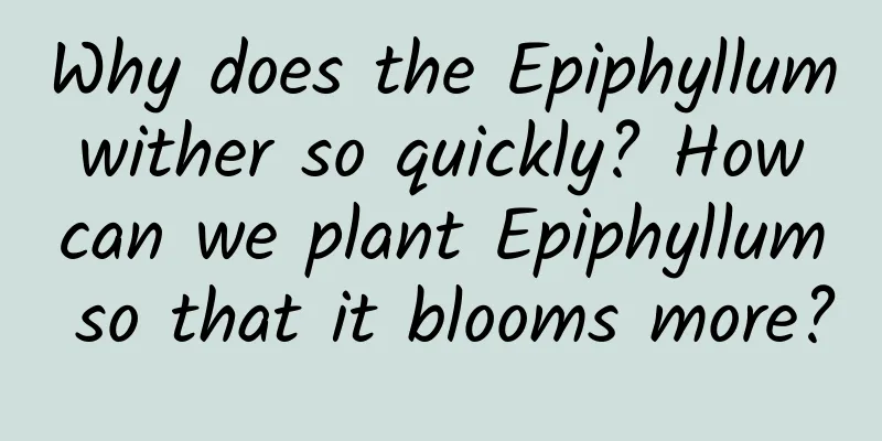 Why does the Epiphyllum wither so quickly? How can we plant Epiphyllum so that it blooms more?