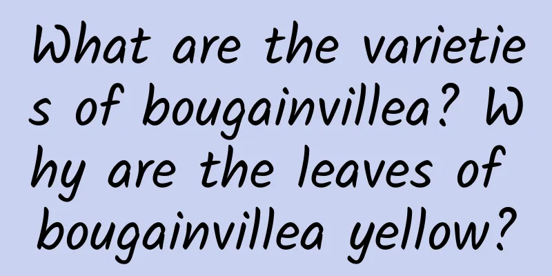 What are the varieties of bougainvillea? Why are the leaves of bougainvillea yellow?