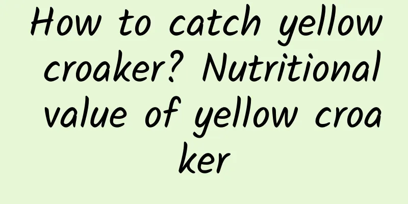How to catch yellow croaker? Nutritional value of yellow croaker