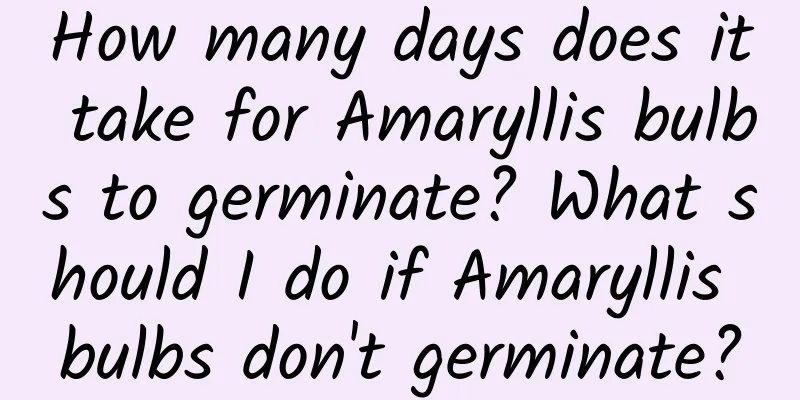 How many days does it take for Amaryllis bulbs to germinate? What should I do if Amaryllis bulbs don't germinate?