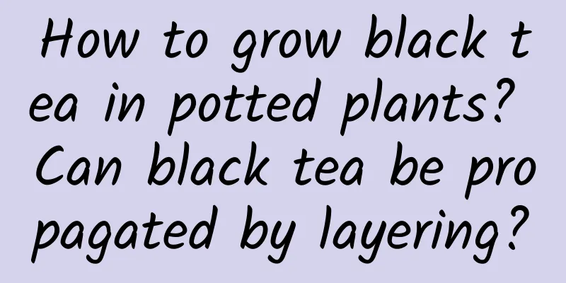 How to grow black tea in potted plants? Can black tea be propagated by layering?