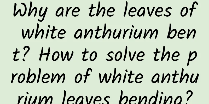 Why are the leaves of white anthurium bent? How to solve the problem of white anthurium leaves bending?