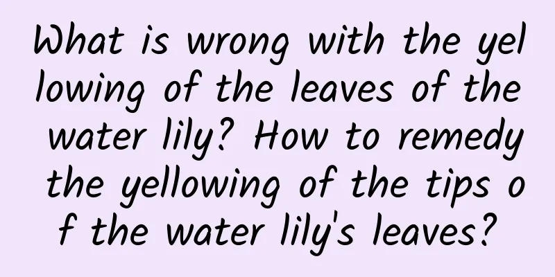 What is wrong with the yellowing of the leaves of the water lily? How to remedy the yellowing of the tips of the water lily's leaves?