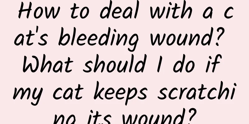 How to deal with a cat's bleeding wound? What should I do if my cat keeps scratching its wound?